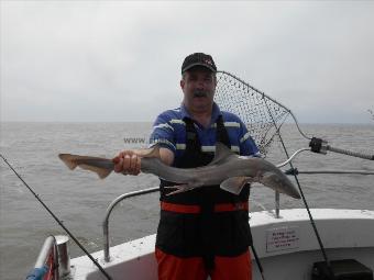 5 lb Starry Smooth-hound by Paul Layton