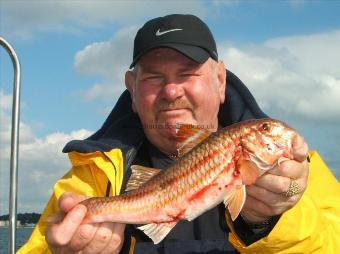 1 lb 3 oz Red Mullet by Paul (RAC)