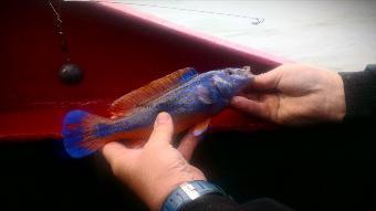 1 lb Cuckoo Wrasse by Unknown