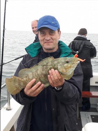 4 lb Ballan Wrasse by Unknown