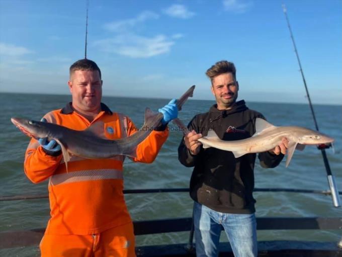 7 lb Smooth-hound by Unknown