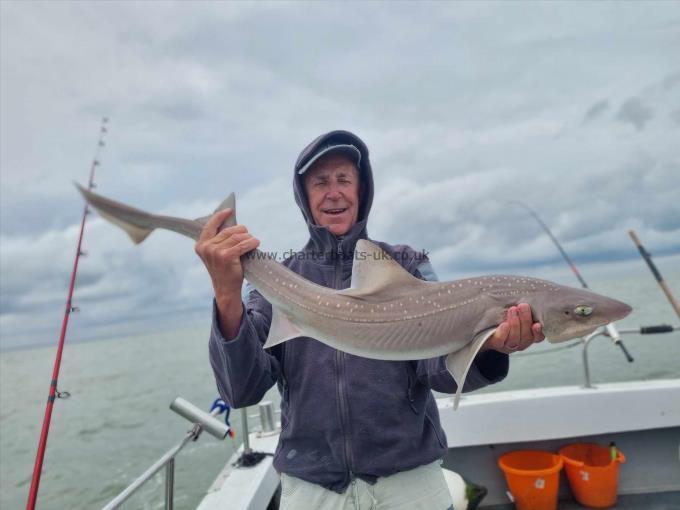 14 lb Starry Smooth-hound by Mick