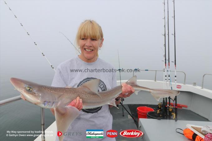 8 lb Starry Smooth-hound by Trish