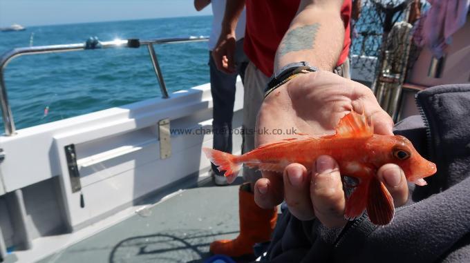 8 oz Tub Gurnard by Unknown