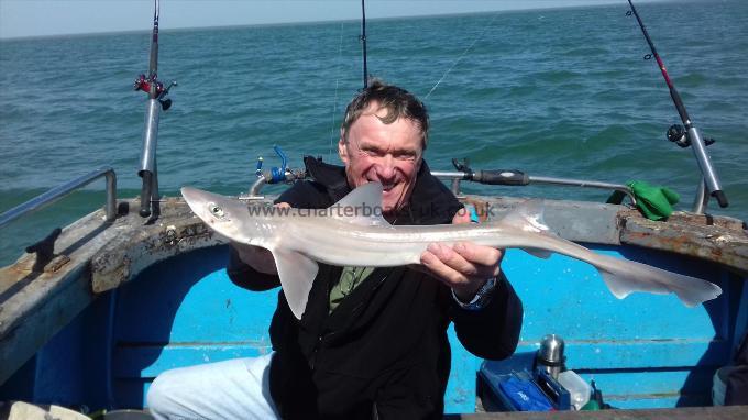 4 lb 6 oz Starry Smooth-hound by Paul
