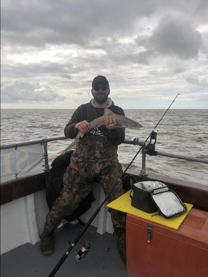 5 lb 1 oz Smooth-hound by Unknown