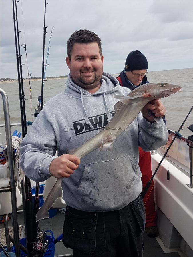 4 lb Starry Smooth-hound by Ian Blyth