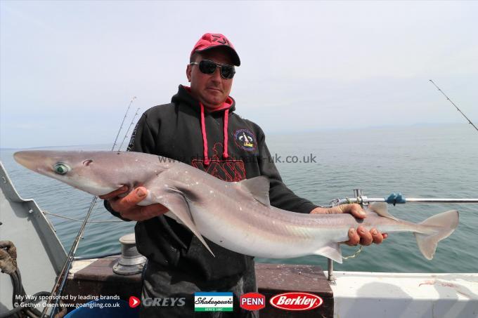12 lb Starry Smooth-hound by Danny