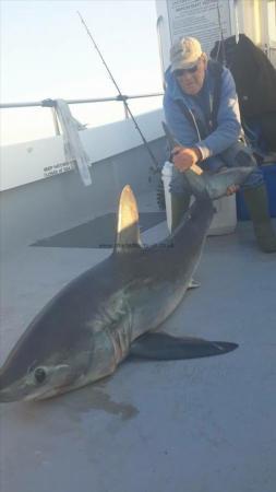 151 lb 12 oz Porbeagle by Phil Lewis