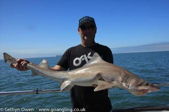 16 lb Starry Smooth-hound by Brian