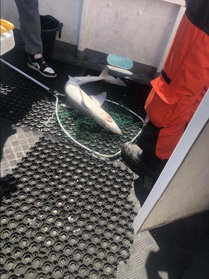 18 lb Tope by Unknown