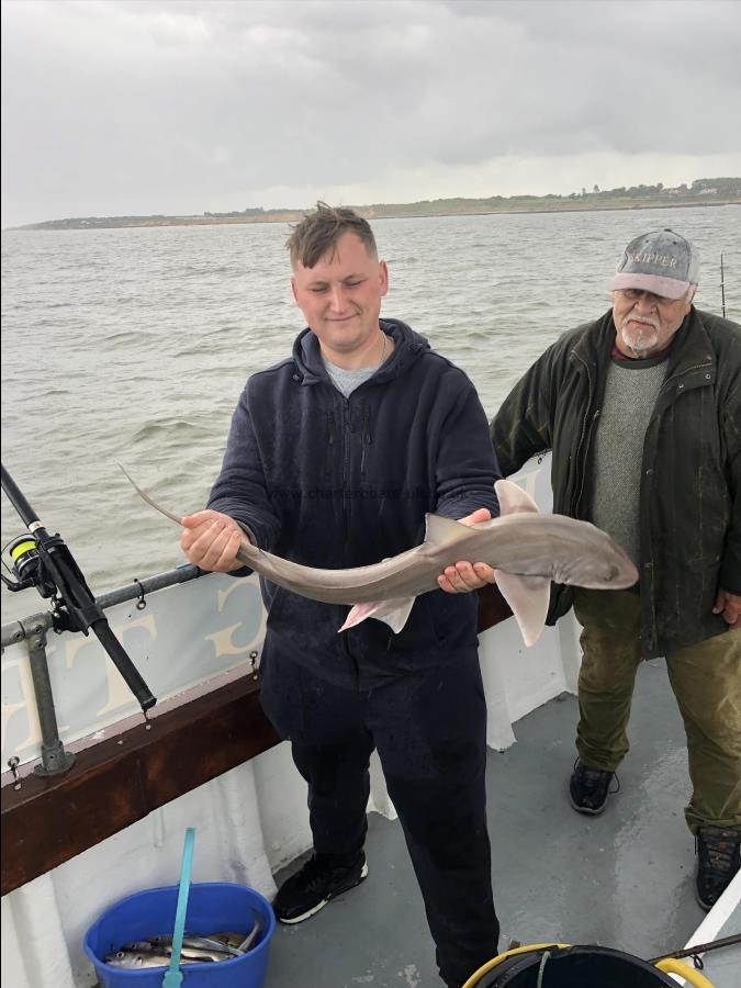 5 lb 6 oz Smooth-hound by Layton
