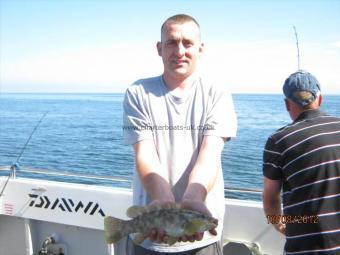 1 lb 5 oz Ballan Wrasse by Unknown