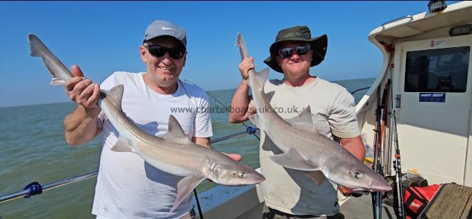 9 lb Starry Smooth-hound by Paul