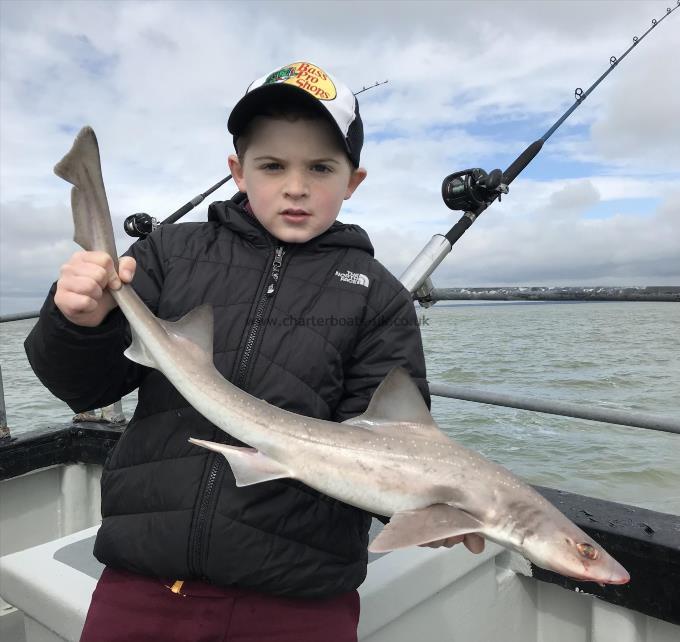 5 lb Starry Smooth-hound by Unknown