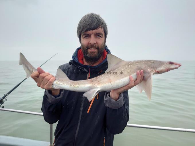 5 lb 4 oz Starry Smooth-hound by Carl