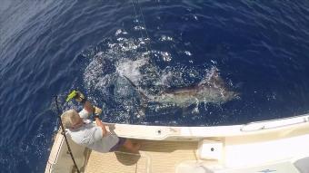 500 lb Blue Marlin by Jon Long