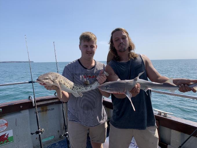 6 lb Smooth-hound by Sam T & the Lovely Boys