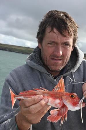 1 lb Red Gurnard by Dave