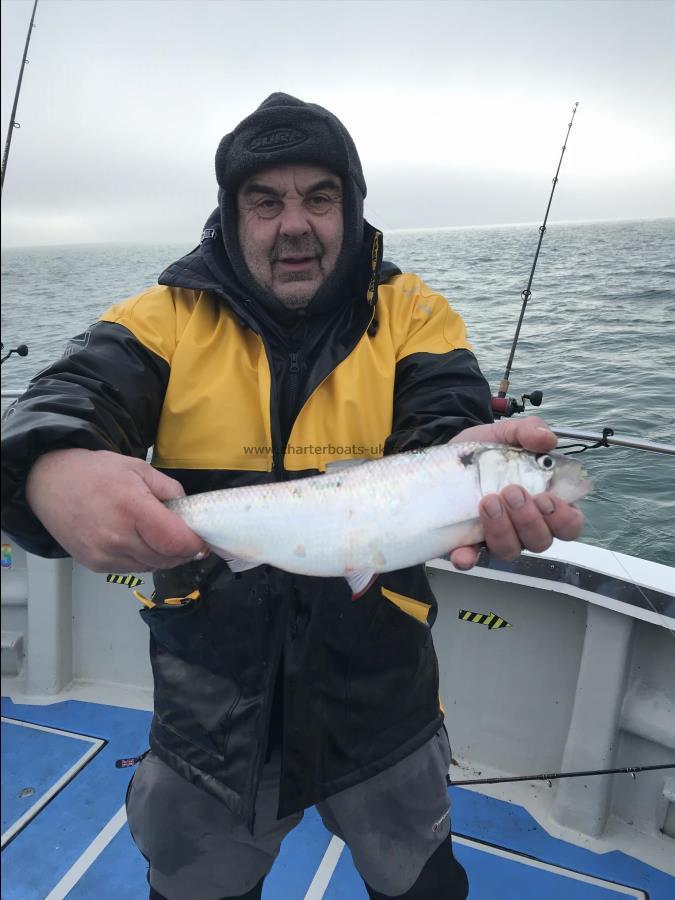 2 lb Allis Shad by Con Bratcher