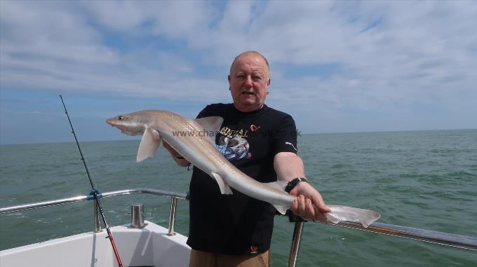 11 lb Smooth-hound by Emrys