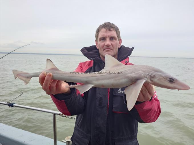 5 lb Starry Smooth-hound by David