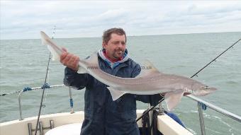 2 oz Starry Smooth-hound by And more hounds