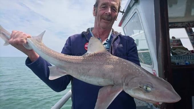 11 lb 9 oz Smooth-hound (Common) by Phil from Herne bay