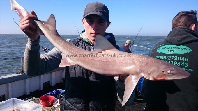 10 lb 2 oz Smooth-hound (Common) by Dan from Kent