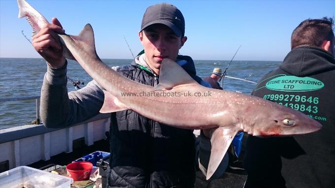 10 lb 2 oz Smooth-hound by Dan from Kent