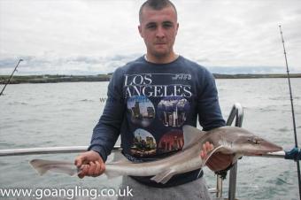 8 lb Starry Smooth-hound by Jake
