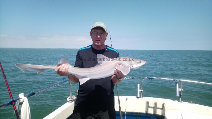 14 lb Starry Smooth-hound by Unknown