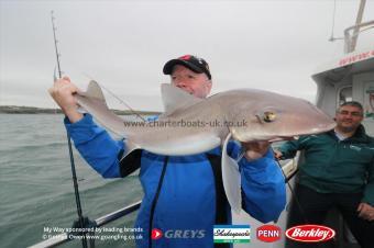 12 lb Starry Smooth-hound by Dave