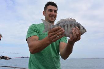 3 lb 8 oz Black Sea Bream by Stephen Wake