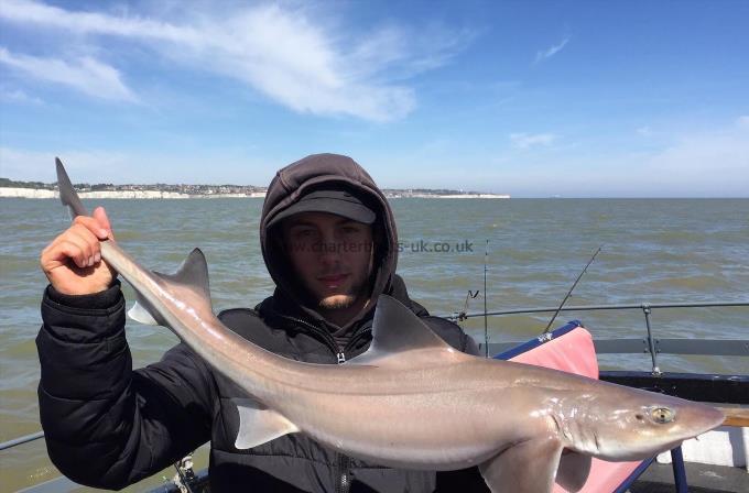 8 lb Smooth-hound (Common) by Unknown