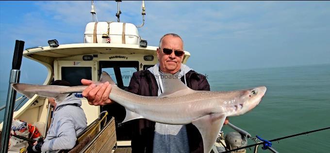 8 lb 7 oz Smooth-hound by Rob