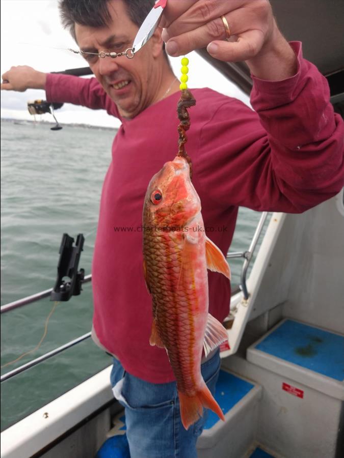 1 lb 4 oz Red Mullet by Stephen