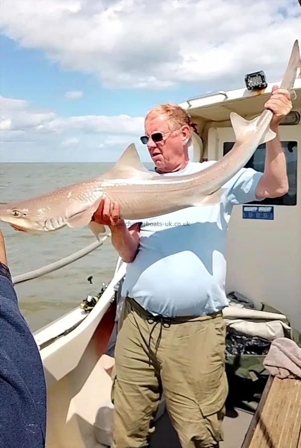 22 lb Starry Smooth-hound by Dave