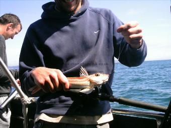 1 lb 6 oz Red Gurnard by Unknown