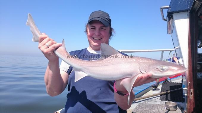 9 lb 8 oz Smooth-hound (Common) by Becky Lee