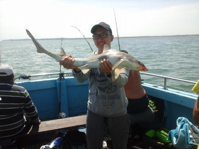 7 lb Smooth-hound (Common) by Individual day