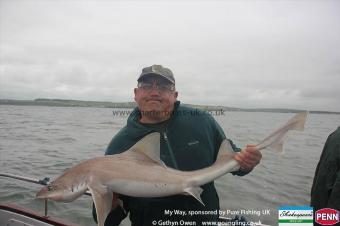 16 lb Starry Smooth-hound by Damion