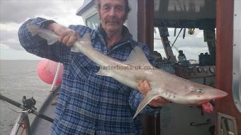 12 lb 5 oz Starry Smooth-hound by phil from Sturry