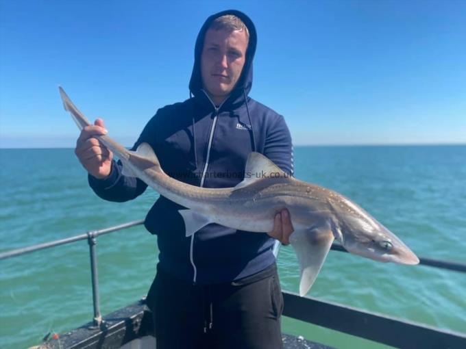 8 lb Smooth-hound by Unknown