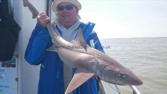 12 lb 9 oz Starry Smooth-hound by Dave from Ramsgate