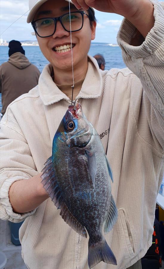 2 lb Black Sea Bream by Unknown