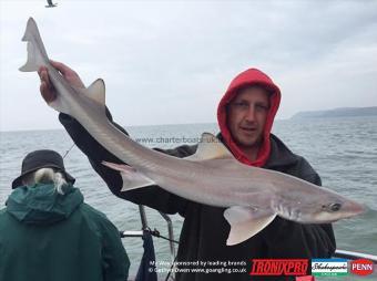 14 lb Starry Smooth-hound by Mark