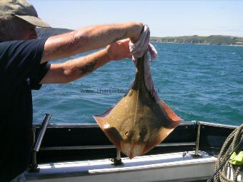 11 lb 6 oz Blonde Ray by The Crew