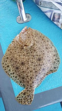 2 lb Turbot by Unknown