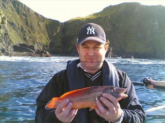 2 lb 3 oz Cuckoo Wrasse by Unknown